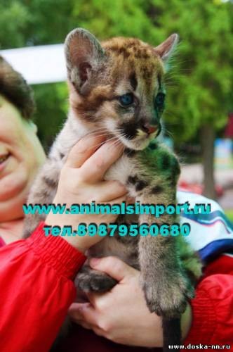 Продаю домашних котят Пумы. animalsimport(точка)ru.