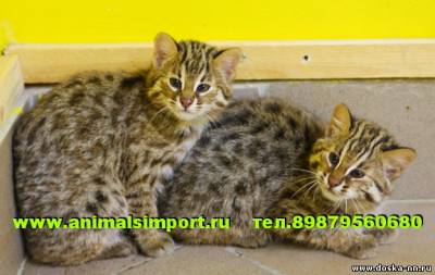 Продаю домашних котят Лесного дальневосточного кота /Амурский кот. animalsimport(точка)ru.