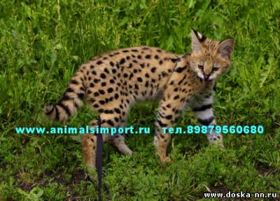 Продаю котят домашнего Сервала. animalsimport(точка)ru.